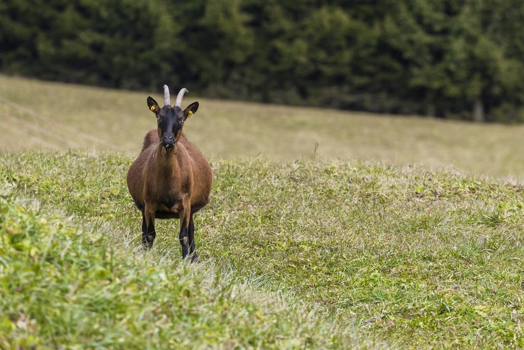 Agritur Ciasa Dò Parè Villa Soraga Bagian luar foto